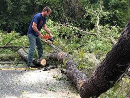 Best Tree Trimming and Pruning  in Richardson, TX