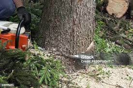 Best Arborist Consultation Services  in Richardson, TX