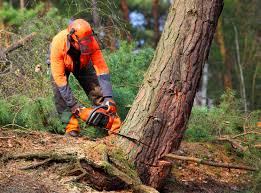 Best Root Management and Removal  in Richardson, TX