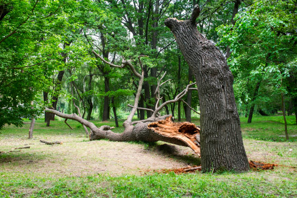 Best Lot and Land Clearing  in Richardson, TX