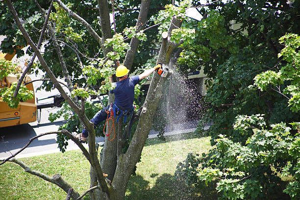 Best Utility Line Clearance  in Richardson, TX