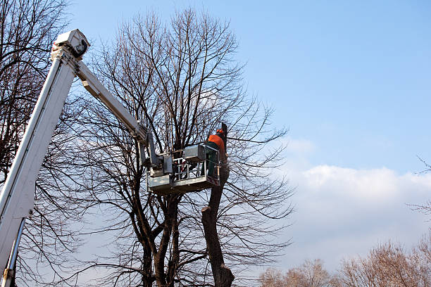 How Our Tree Care Process Works  in  Richardson, TX