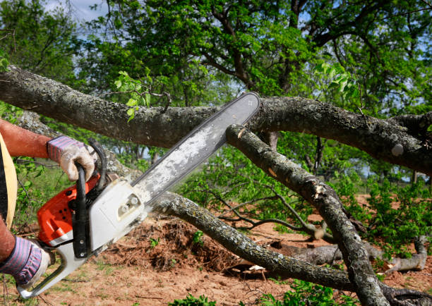 Leaf Removal in Richardson, TX