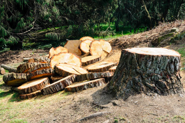 Best Tree Health Inspection  in Richardson, TX